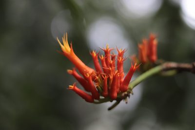 Gurania tubulosa, photographed by Letizia Weichgrebe