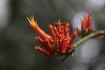 Gurania tubulosa, photographed by Letizia Weichgrebe