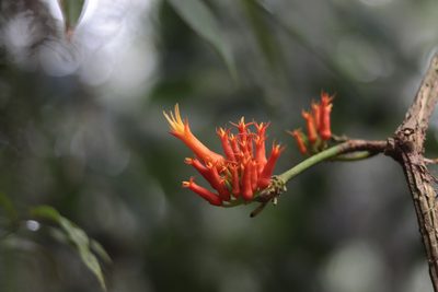 Gurania tubulosa, photographed by Letizia Weichgrebe