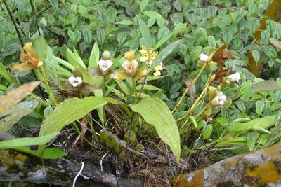 Lycaste powellii, photographed by Letizia Weichgrebe
