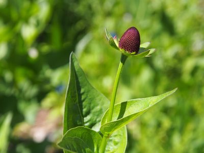 Rudbeckia occidentalis, photographed by Lena Struwe