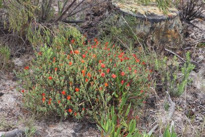 Lampranthus glaucoides, photographed by Tony Rebelo