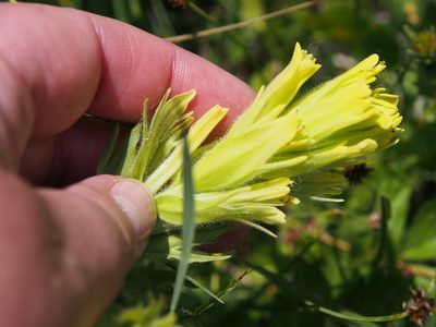 Castilleja cusickii, photographed by Lena Struwe