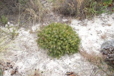 Serruria cyanoides, photographed by Tony Rebelo