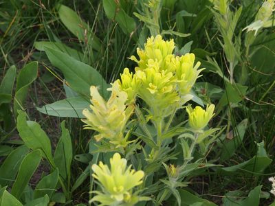 Castilleja cusickii, photographed by Lena Struwe