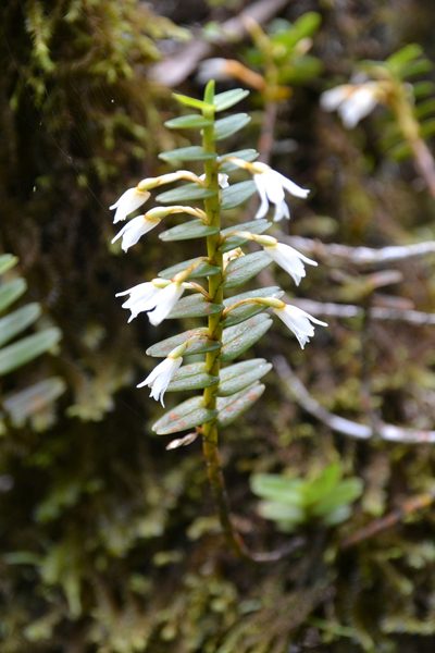 Maxillaria valerioi, photographed by Letizia Weichgrebe