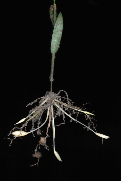 Amphicarpum amphicarpon, photographed by Douglas Goldman