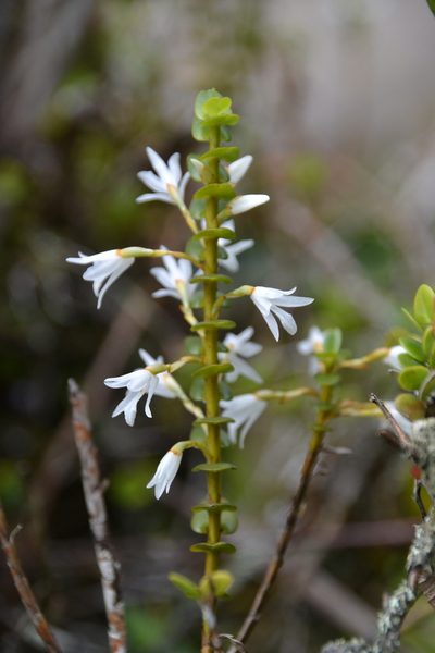 Maxillaria valerioi, photographed by Letizia Weichgrebe