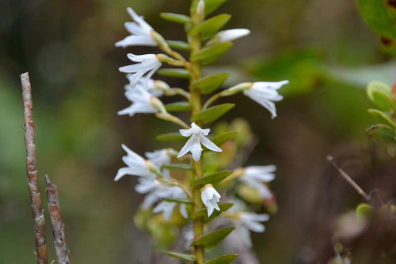 Maxillaria valerioi, photographed by Letizia Weichgrebe