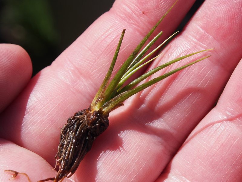 Isoetes bolanderi, photographed by Lena Struwe