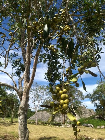 Diospyros tetrasperma, photographed by Juan Cruzado Cortés