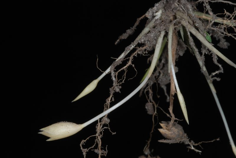 Amphicarpum amphicarpon, photographed by Douglas Goldman