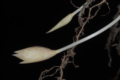 Amphicarpum amphicarpon, photographed by Douglas Goldman