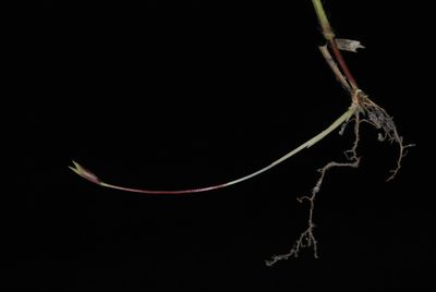 Amphicarpum amphicarpon, photographed by Douglas Goldman