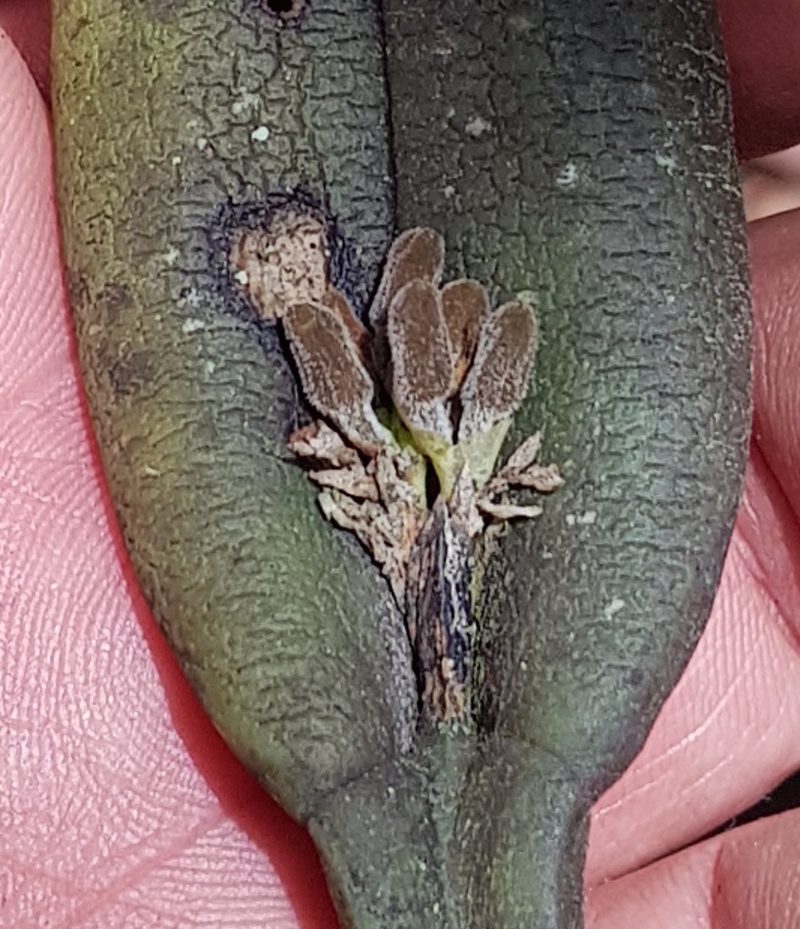 Acianthera chrysantha, photographed by Eugenio Padilla