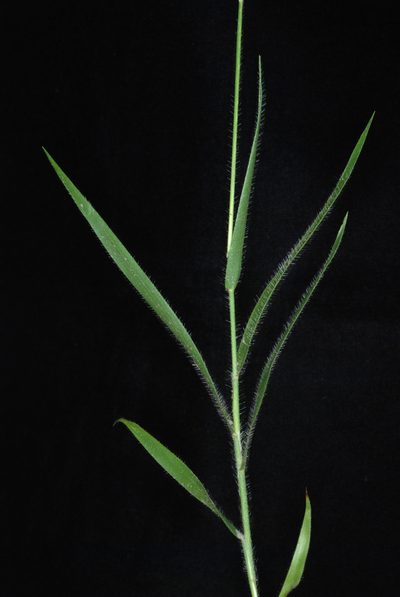 Amphicarpum amphicarpon, photographed by Douglas Goldman