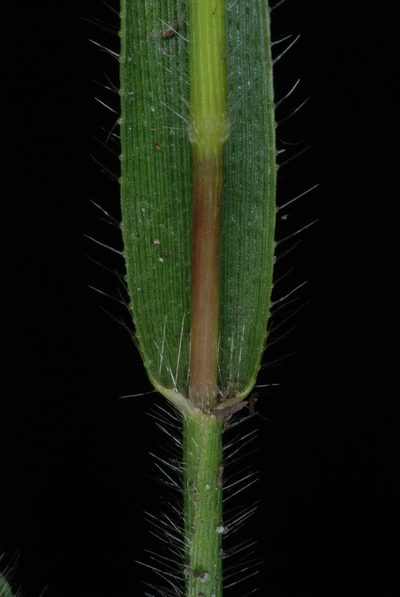 Amphicarpum amphicarpon, photographed by Douglas Goldman