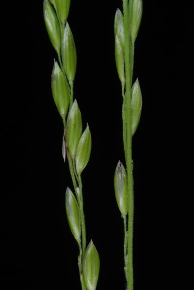 Amphicarpum amphicarpon, photographed by Douglas Goldman