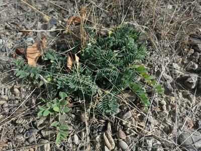 Astragalus iodopetalus, photographed by Evan M. Raskin