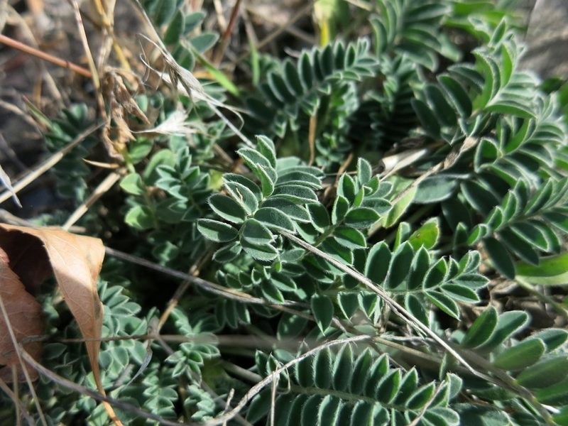 Astragalus iodopetalus, photographed by Evan M. Raskin