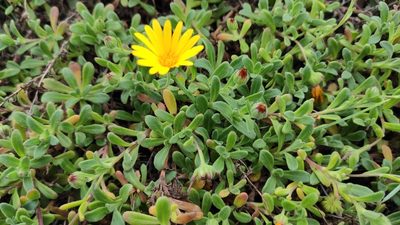 Calendula suffruticosa, photographed by Carlos Franquinho