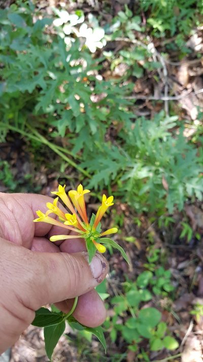 Bouvardia laevis, photographed by Eugenio Padilla