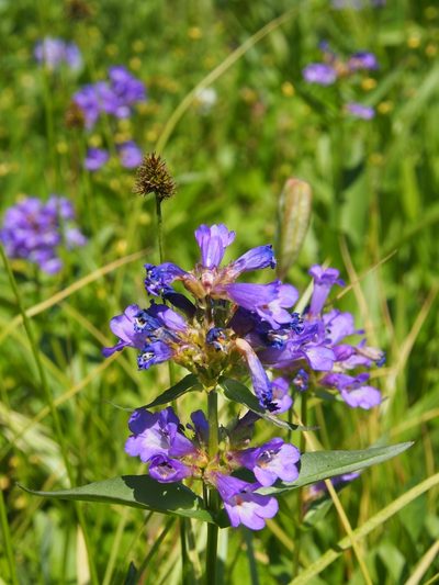 Penstemon globosus, photographed by Lena Struwe