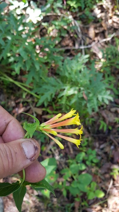 Bouvardia laevis, photographed by Eugenio Padilla