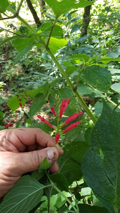 Salvia tubifera, photographed by Eugenio Padilla