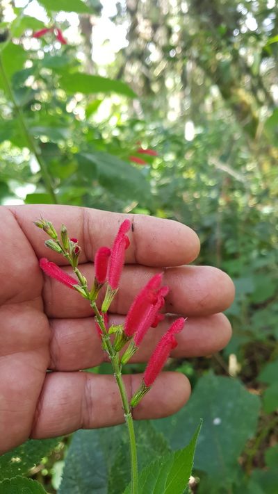 Salvia tubifera, photographed by Eugenio Padilla