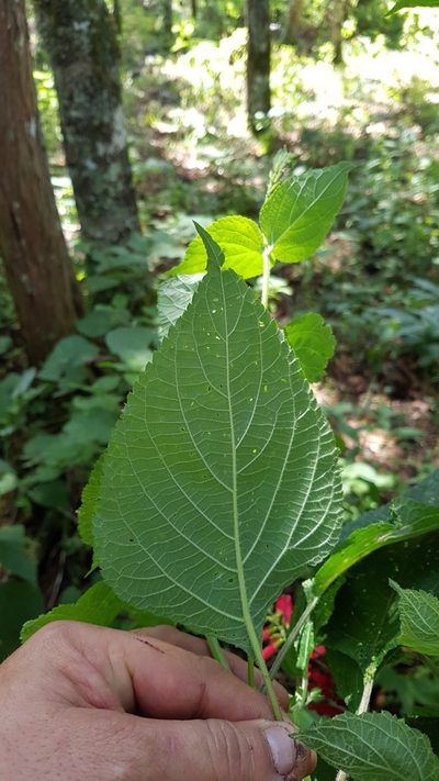 Salvia tubifera, photographed by Eugenio Padilla