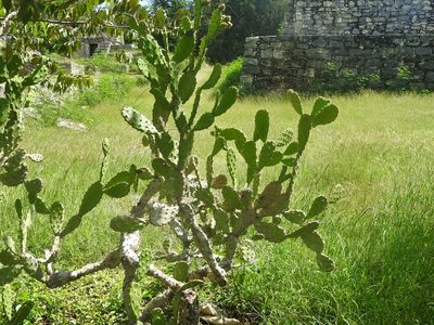 Opuntia inaperta, photographed by Juan Cruzado Cortés