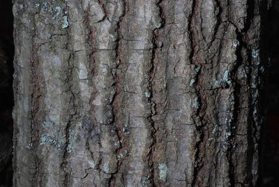 Quercus georgiana, photographed by Douglas Goldman