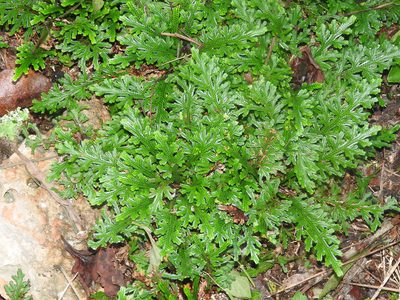 Selaginella convoluta, photographed by Juan Cruzado Cortés