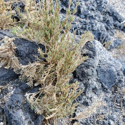 Distichlis littoralis, photographed by Dan Horowitz