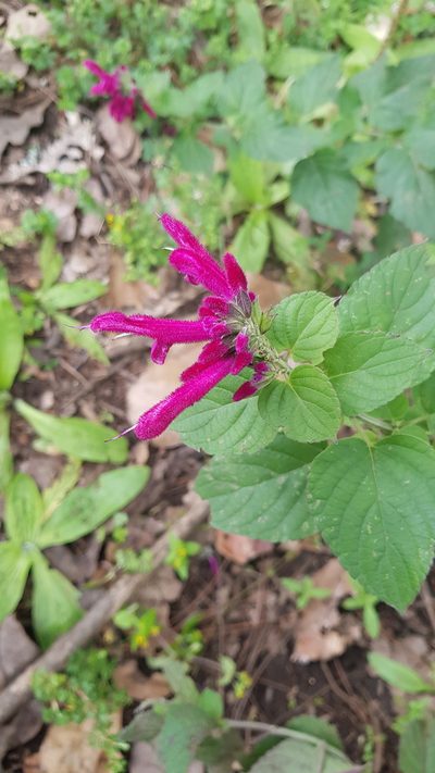 Salvia littae, photographed by Eugenio Padilla