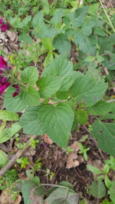 Salvia littae, photographed by Eugenio Padilla
