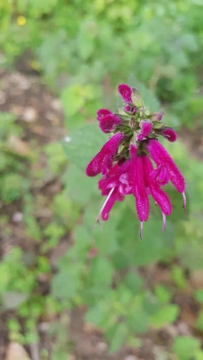 Salvia littae, photographed by Eugenio Padilla