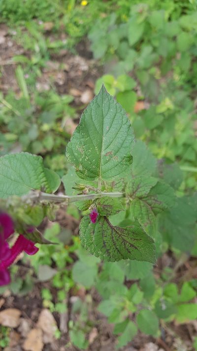 Salvia littae, photographed by Eugenio Padilla