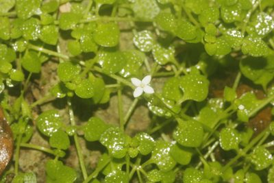 Oldenlandiopsis callitrichoides, photographed by Juan Cruzado Cortés