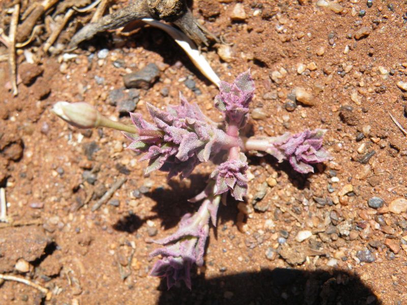 Talinum crispatulum, photographed by Antoinette Eyssell Knox