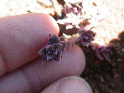 Talinum crispatulum, photographed by Antoinette Eyssell Knox
