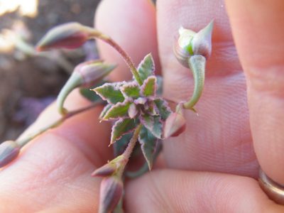 Talinum crispatulum, photographed by Antoinette Eyssell Knox