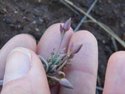 Talinum crispatulum, photographed by Antoinette Eyssell Knox