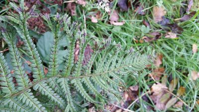 Dryopteris affinis, photographed by Susan Marley