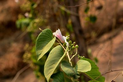 Ipomoea campanulata, photographed by S.MORE