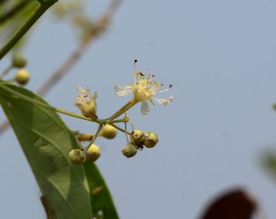 Lagerstroemia parviflora, photographed by S.MORE