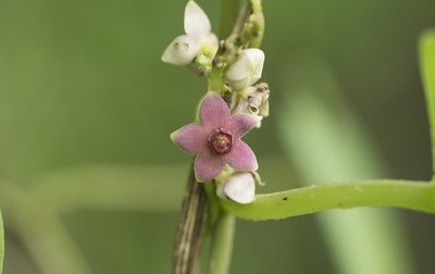 Heterostemma dalzellii, photographed by S.MORE