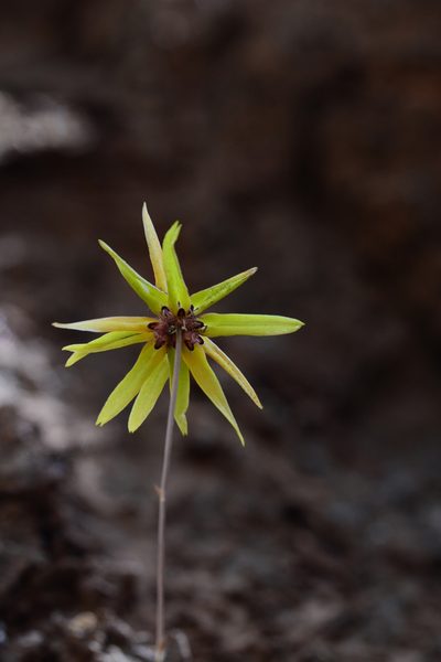 Bulbophyllum fimbriatum, photographed by S.MORE
