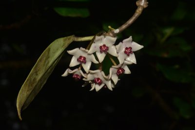 Hoya wightii, photographed by S.MORE